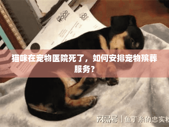 猫咪在宠物医院死了,如何安排宠物殡葬服务? 猫咪在宠物医院死了,如何安排宠物殡葬服务?