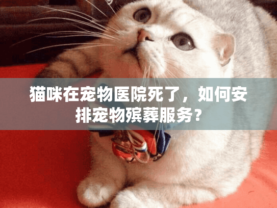 猫咪在宠物医院死了,如何安排宠物殡葬服务? 猫咪在宠物医院死了,如何安排宠物殡葬服务?