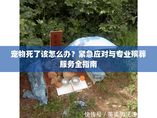 宠物死了该怎么办？紧急应对与专业殡葬服务全指南