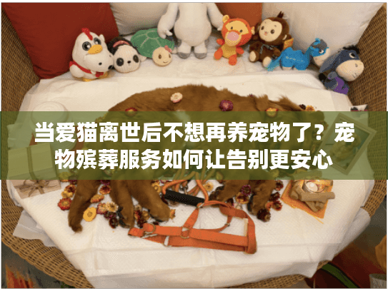 当爱猫离世后不想再养宠物了？宠物殡葬服务如何让告别更安心