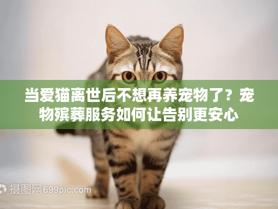 当爱猫离世后不想再养宠物了？宠物殡葬服务如何让告别更安心