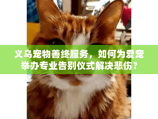 义乌宠物善终服务，如何为爱宠举办专业告别仪式解决悲伤？
