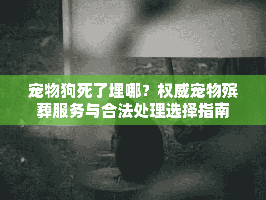 宠物狗死了埋哪？权威宠物殡葬服务与合法处理选择指南