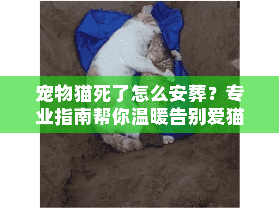 宠物猫死了怎么安葬？专业指南帮你温暖告别爱猫
