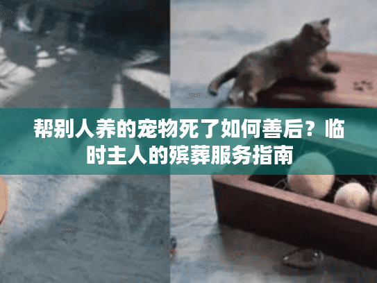 帮别人养的宠物死了如何善后？临时主人的殡葬服务指南