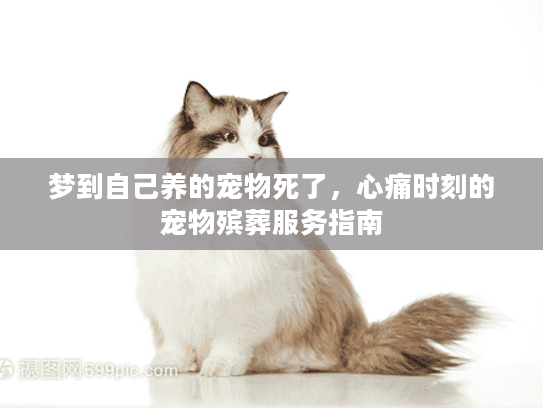 梦到自己养的宠物死了，心痛时刻的宠物殡葬服务指南