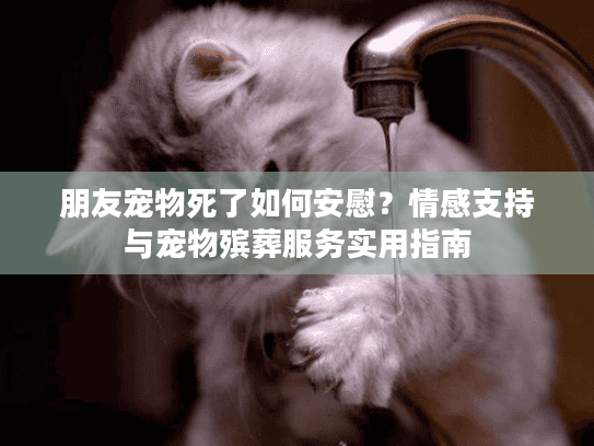 朋友宠物死了如何安慰？情感支持与宠物殡葬服务实用指南