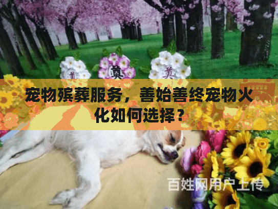 宠物殡葬服务，善始善终宠物火化如何选择？
