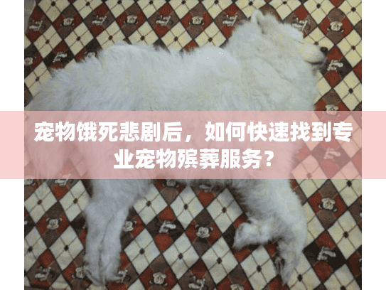 宠物饿死悲剧后，如何快速找到专业宠物殡葬服务？