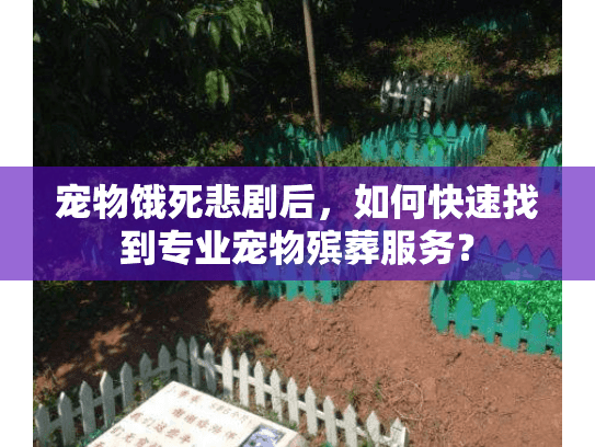 宠物饿死悲剧后，如何快速找到专业宠物殡葬服务？