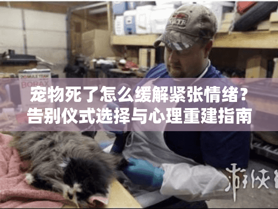 宠物死了怎么缓解紧张情绪？告别仪式选择与心理重建指南