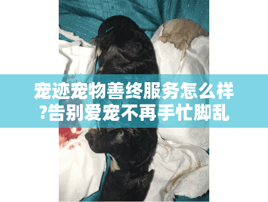 宠迹宠物善终服务怎么样?告别爱宠不再手忙脚乱