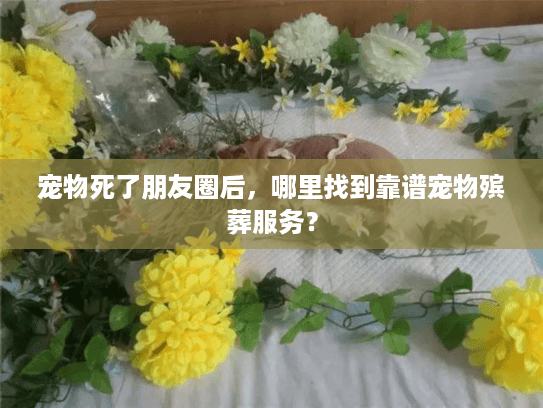 宠物死了朋友圈后,哪里找到靠谱宠物殡葬服务? 宠物死了朋友圈后,哪里找到靠谱宠物殡葬服务?