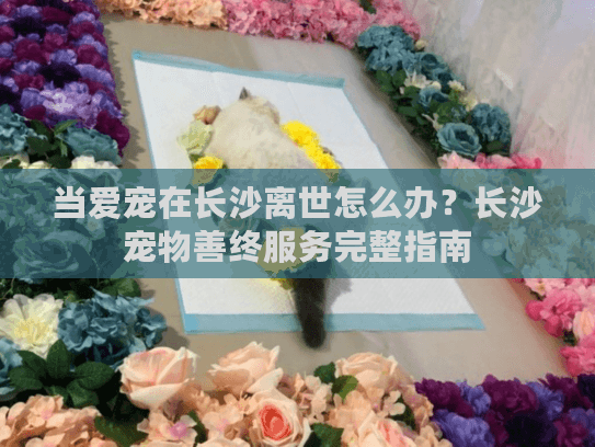 当爱宠在长沙离世怎么办？长沙宠物善终服务完整指南