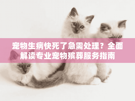 宠物生病快死了急需处理？全面解读专业宠物殡葬服务指南