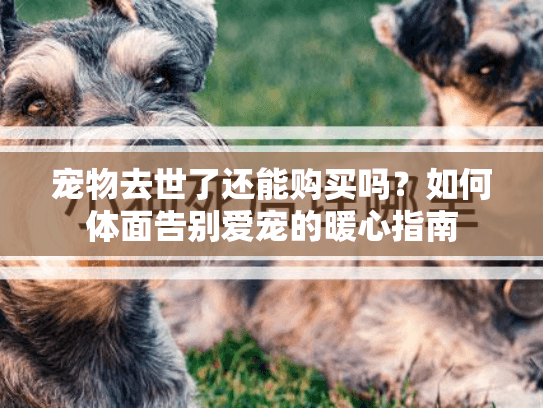 宠物去世了还能购买吗？如何体面告别爱宠的暖心指南