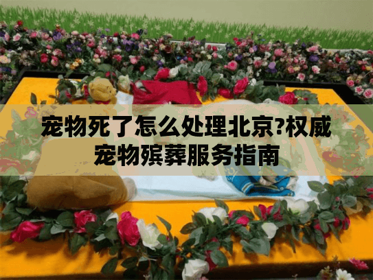 宠物死了怎么处理北京?权威宠物殡葬服务指南
