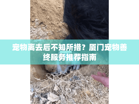 宠物离去后不知所措？厦门宠物善终服务推荐指南