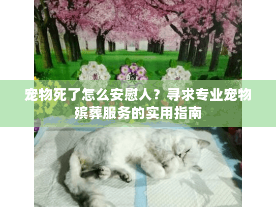 宠物死了怎么安慰人？寻求专业宠物殡葬服务的实用指南