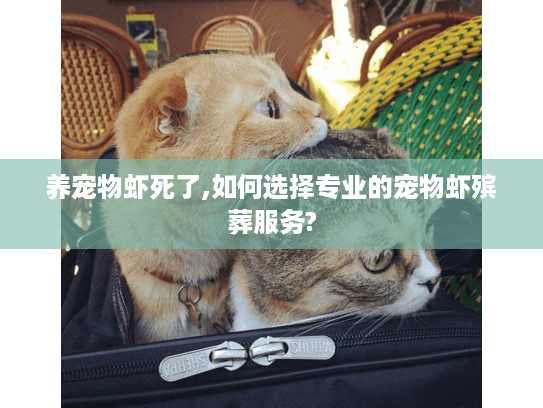 养宠物虾死了,如何选择专业的宠物虾殡葬服务?