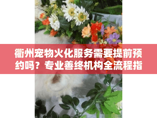 衢州宠物火化服务需要提前预约吗？专业善终机构全流程指南