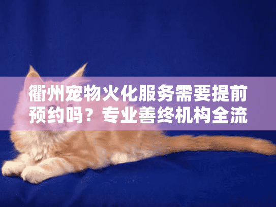 衢州宠物火化服务需要提前预约吗？专业善终机构全流程指南