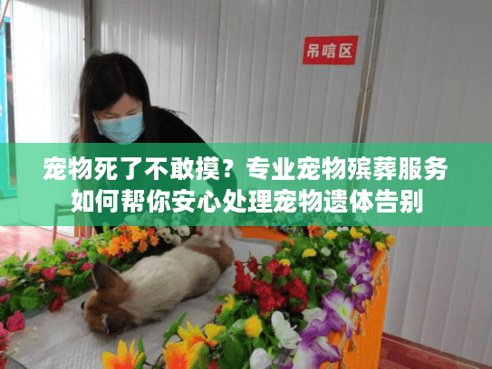 宠物死了不敢摸？专业宠物殡葬服务如何帮你安心处理宠物遗体告别