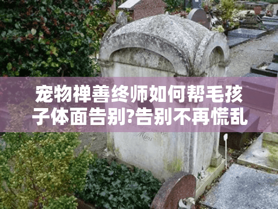 宠物禅善终师如何帮毛孩子体面告别?告别不再慌乱无助