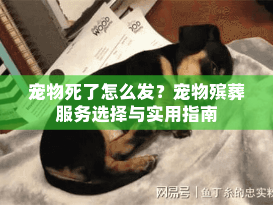 宠物死了怎么发？宠物殡葬服务选择与实用指南
