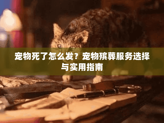 宠物死了怎么发？宠物殡葬服务选择与实用指南