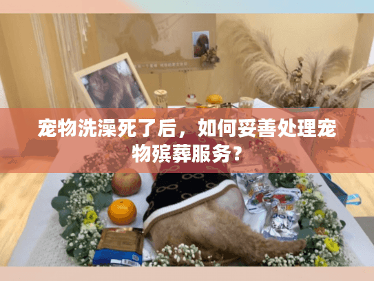宠物洗澡死了后，如何妥善处理宠物殡葬服务？