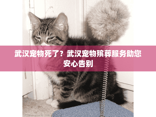 武汉宠物死了？武汉宠物殡葬服务助您安心告别