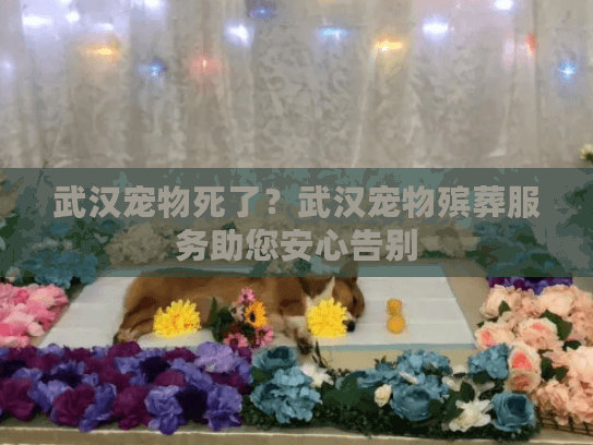 武汉宠物死了？武汉宠物殡葬服务助您安心告别