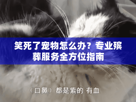 笑死了宠物怎么办？专业殡葬服务全方位指南
