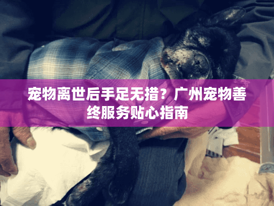 宠物离世后手足无措？广州宠物善终服务贴心指南