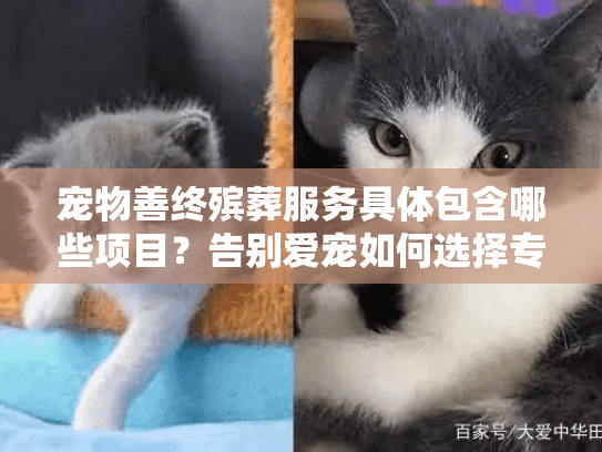 宠物善终殡葬服务具体包含哪些项目？告别爱宠如何选择专业机构？