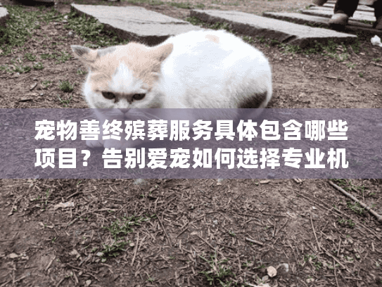 宠物善终殡葬服务具体包含哪些项目？告别爱宠如何选择专业机构？