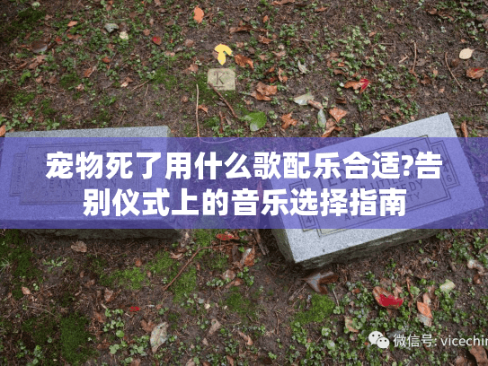 宠物死了用什么歌配乐合适?告别仪式上的音乐选择指南
