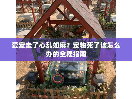 爱宠走了心乱如麻？宠物死了该怎么办的全程指南