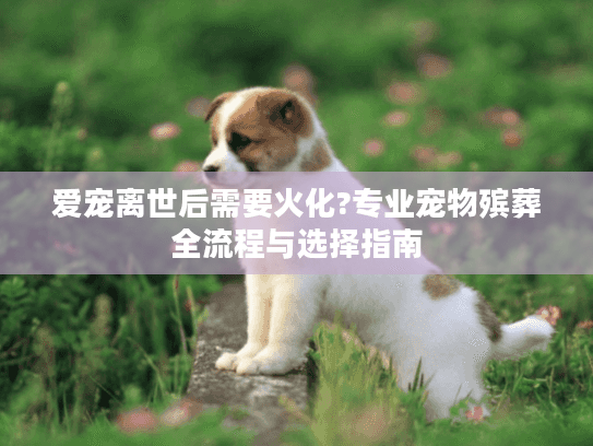 爱宠离世后需要火化?专业宠物殡葬全流程与选择指南