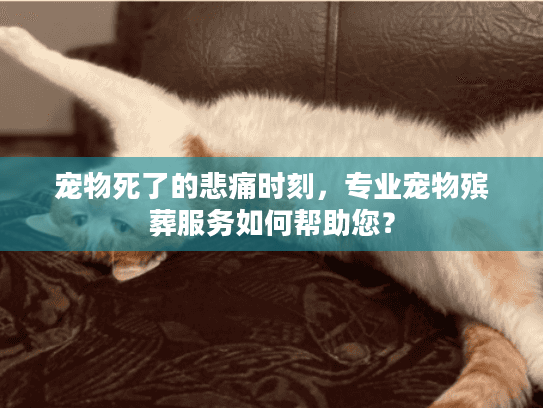 宠物死了的悲痛时刻，专业宠物殡葬服务如何帮助您？