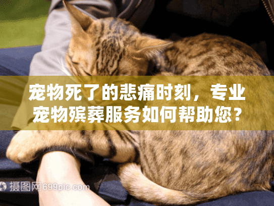 宠物死了的悲痛时刻，专业宠物殡葬服务如何帮助您？