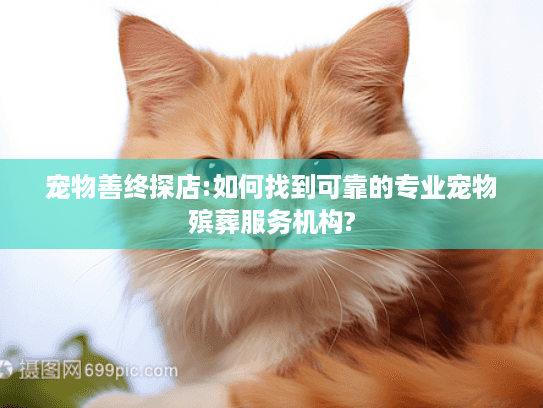 宠物善终探店:如何找到可靠的专业宠物殡葬服务机构?