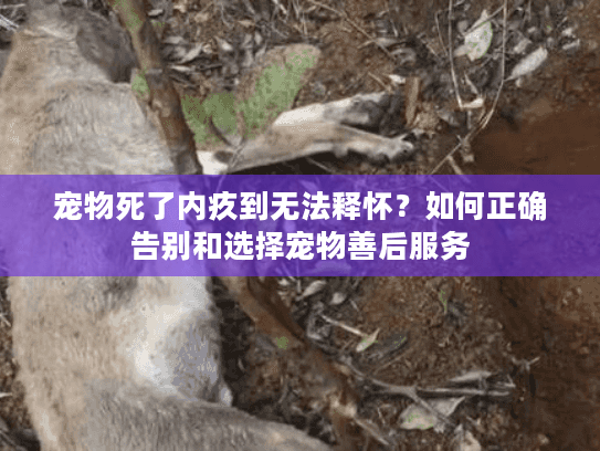 宠物死了内疚到无法释怀？如何正确告别和选择宠物善后服务