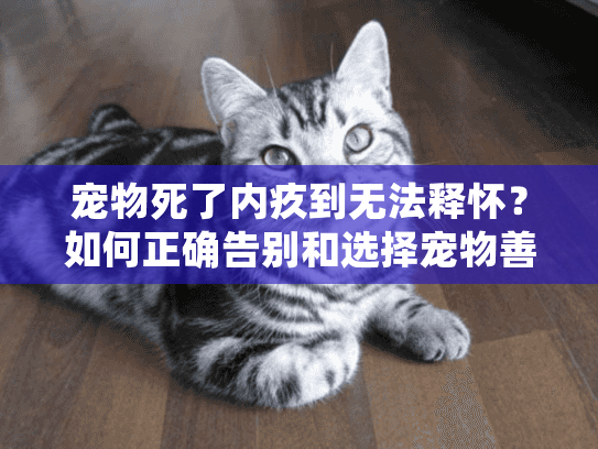 宠物死了内疚到无法释怀？如何正确告别和选择宠物善后服务