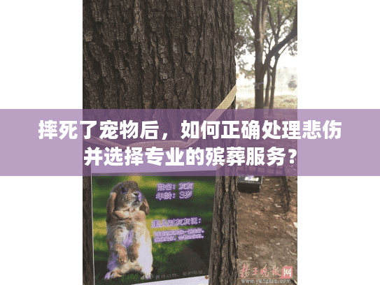摔死了宠物后，如何正确处理悲伤并选择专业的殡葬服务？