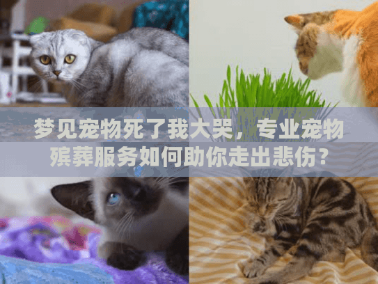 梦见宠物死了我大哭，专业宠物殡葬服务如何助你走出悲伤？