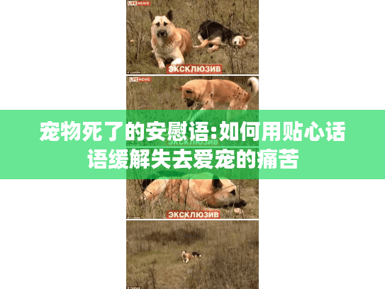 宠物死了的安慰语:如何用贴心话语缓解失去爱宠的痛苦