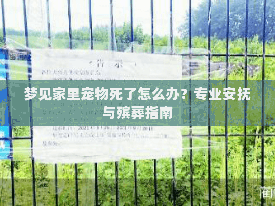 梦见家里宠物死了怎么办？专业安抚与殡葬指南