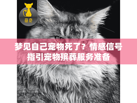 梦见自己宠物死了？情感信号指引宠物殡葬服务准备